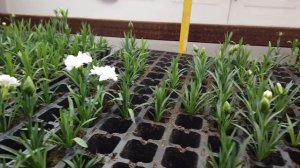 Когда зацветет черенок гвоздики?