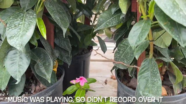 182: Plant Shopping With Me | The Home Depot | NICELY STOCKED | See The Cool Cactus I Scored! смотреть онлайн