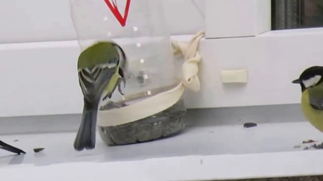 Снегири в ЗАТО Озёрный смотреть онлайн