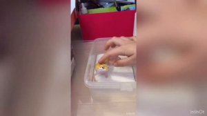 РАСПАКОВКА ЭУБЛЕФАРА | купила эублефара | первый день эублефара | покупка эублефара