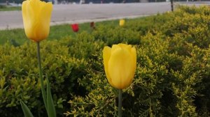 Желтые тюльпаны весна