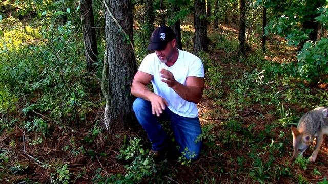 ALL ABOUT COYOTES and COYOTE HUNTING What Sounds To Use For Calling Coyotes and When To Use Them смотреть онлайн