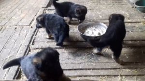 ЩЕНКАМ НЕМЕЦКОЙ ОВЧАРКИ 1 МЕСЯЦ