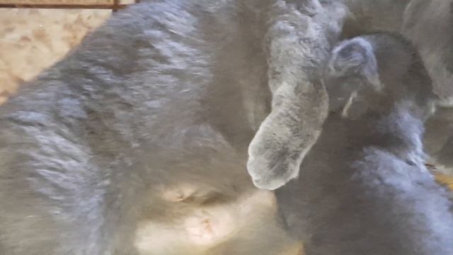 Отлучаем котят от мамы кошки? смотреть онлайн