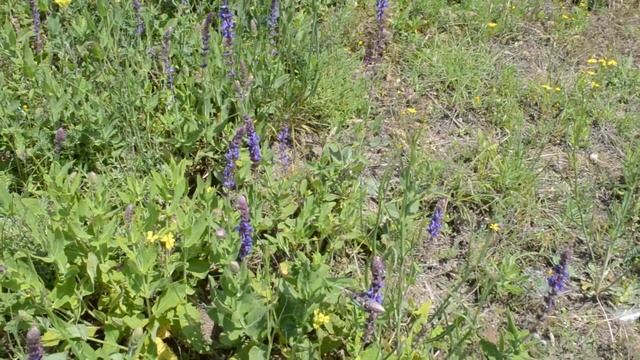Весенние полевые цветы смотреть онлайн