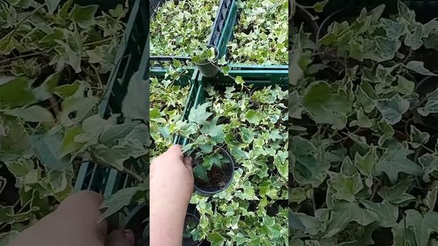 Плющ смотреть онлайн