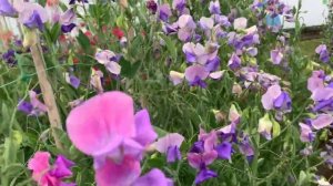 Душистый горошек! Король ароматов!