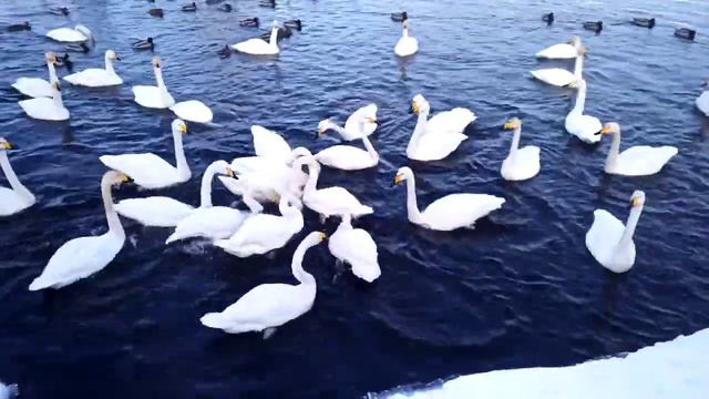 2022, декабрь. Лебединое озеро. смотреть онлайн