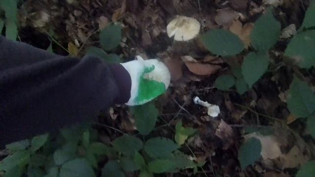 Прогулки по лесу, путешествие в Псебай на машине, ищем грибы смотреть онлайн