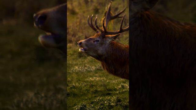 Red Deer Vocalisation