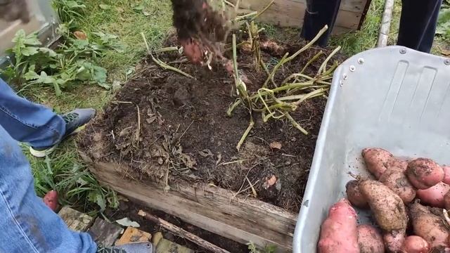 Картошка в ящиках - первый опыт новичков смотреть онлайн