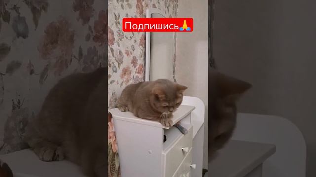 котик очень хочет играть🤯🥳💥#котики #кот #кошки #смешныеЖивотные смотреть онлайн