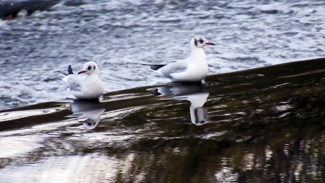 Canon PowerShot sx530 hs, Amazing zoom x50, Samples Photos Test смотреть онлайн