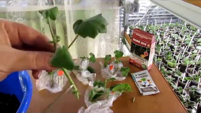 ЛУЧШИЙ СПОСОБ УКОРЕНЕНИЯ ГЕРАНИ . смотреть онлайн
