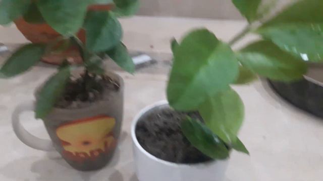 How to Grow Devil's Backbone from Cuttings смотреть онлайн