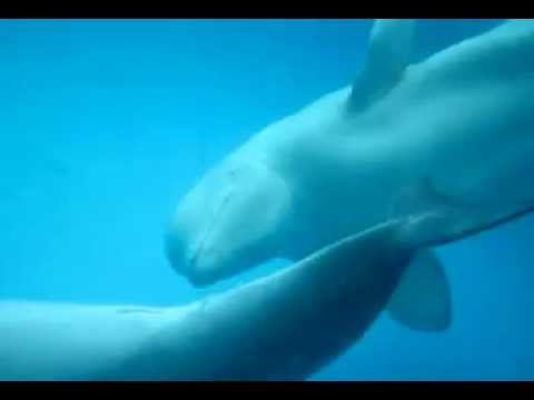 Дельфины смотреть онлайн