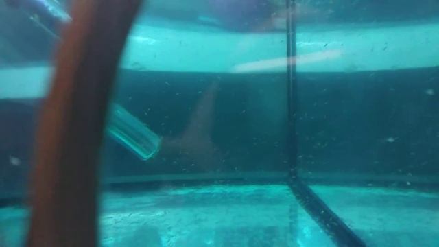 Glofish мальки тернеции 9 день