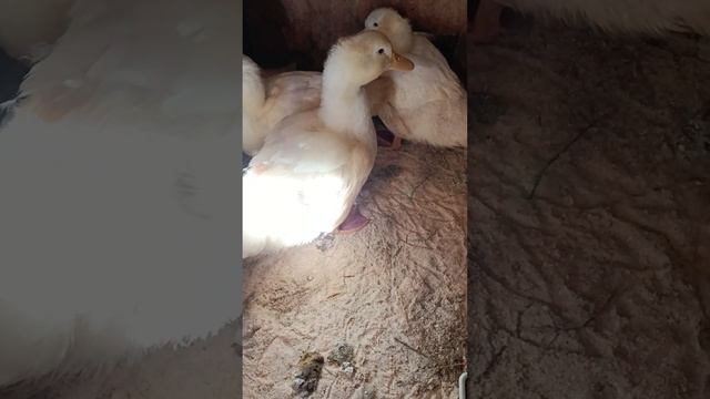 утка Агидель. смотреть онлайн