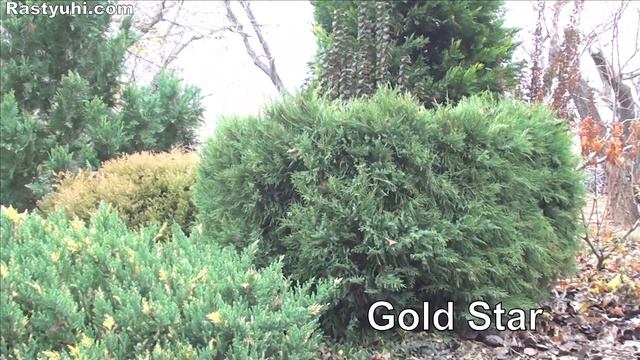 Мои можжевельники. 45 сортов. Можжевельники в осеннем саду. смотреть онлайн