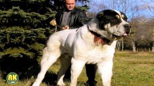 Самые Большие Породы Собак в Мире. Топ 10