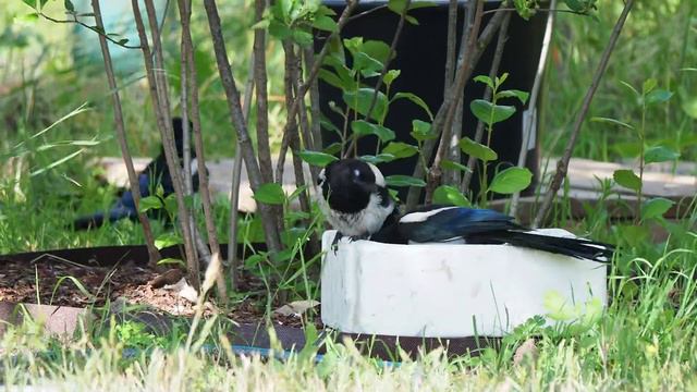 Молодые сороки дебоширят в саду