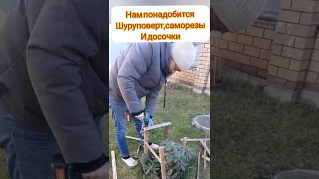 подготовка рододендрона к зиме смотреть онлайн