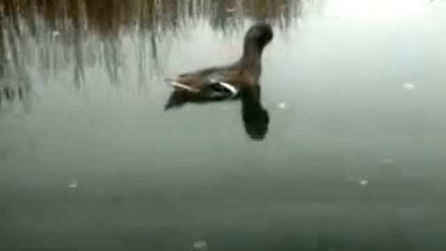 охота на утку смотреть онлайн