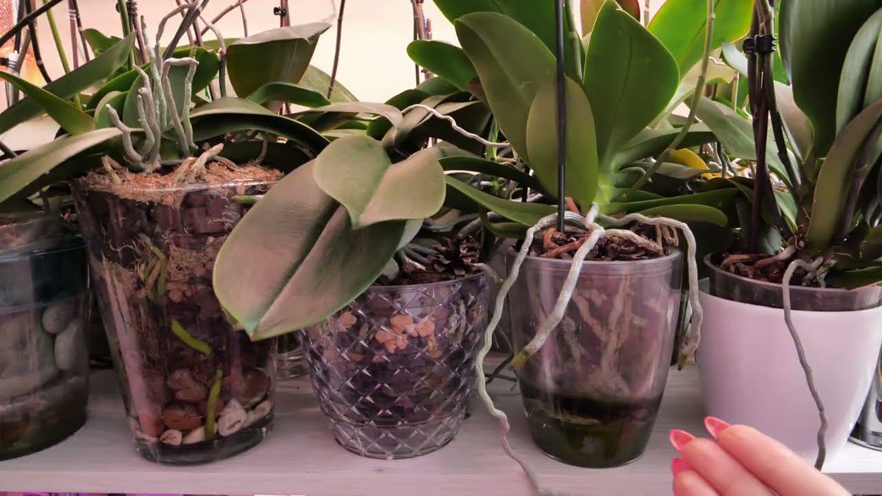 БРОСИТЬ орхидеи и УЕХАТЬ... НО КАК? смотреть онлайн