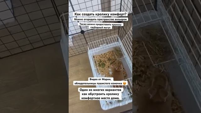 Показываем как наши кролики живут в новых семьях в уюте и комфорте. Больше видео в нашем ютуб канал смотреть онлайн