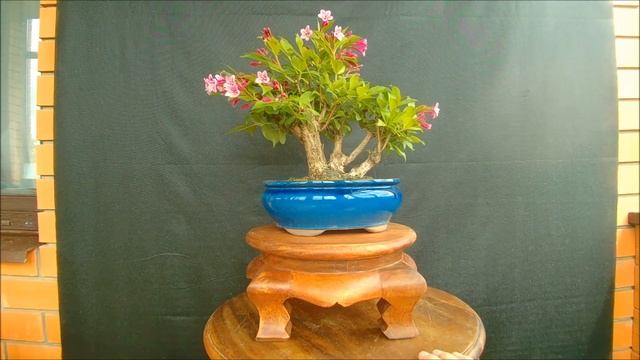 Бонсай Вейгела красная Weigela Weigel's red bonsai 2021 лето смотреть онлайн