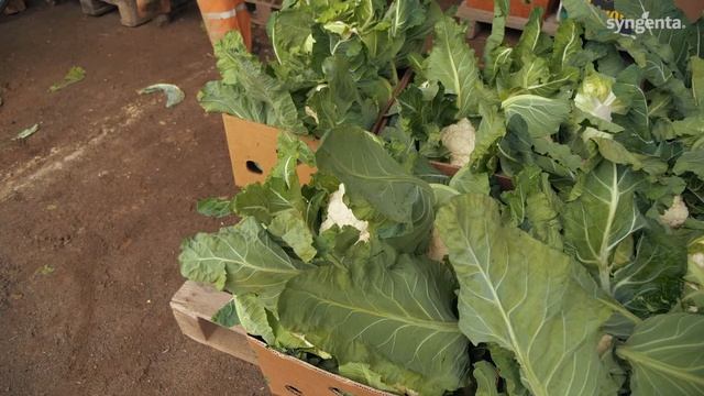 Cреднеспелый высокоустойчивый гибрид цветной капусты Гохан F1 смотреть онлайн