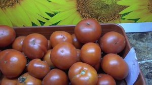 Новинки томатов 2022 года. Томат Кулема на ЛЕНИВОЙ грядке удивил и порадовал большим урожаем.