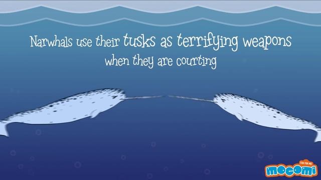 11 Facts about Narwhals - Narwhal Whale Fun Fact for Kids | Educational Videos by Mocomi Kids смотреть онлайн