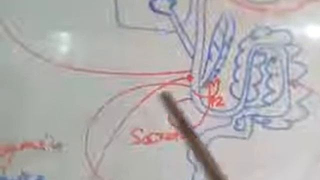 Hormonal influence on human digestive system. Helpful to CSIR, NEET BSC and MSC STUDENTS. смотреть онлайн