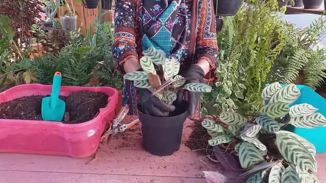 Maranta Burle Marx Como Replantar!!