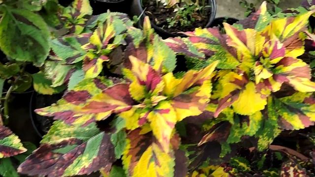 Наши колеусы в июне обзор