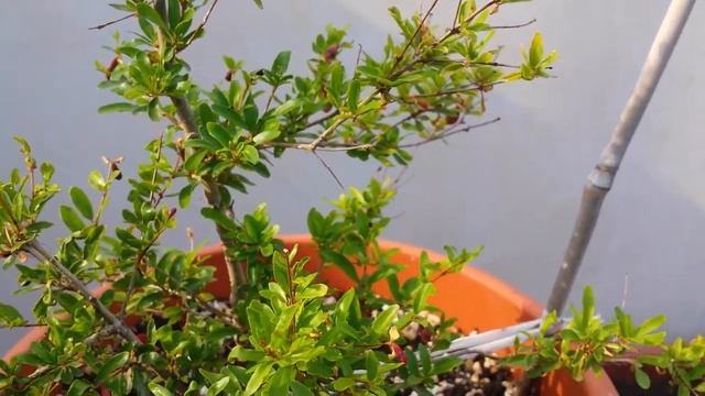 Dwarf Pomegranate (Punica Granatum) Bonsai Tree смотреть онлайн