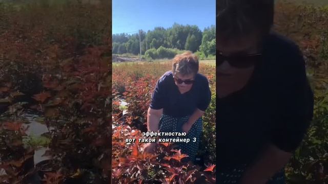 Пузыреплодник Diable d'Or #пузыреплодник #питомникрастений #diabledor #ландшафтныйдизайн #лесково смотреть онлайн