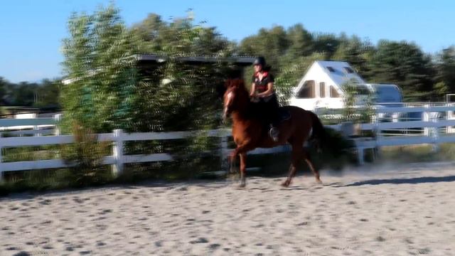 New Saddle Test Ride & A NEW HORSE?! смотреть онлайн