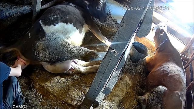 Отёл коровы по кличке доча Дочи 2020