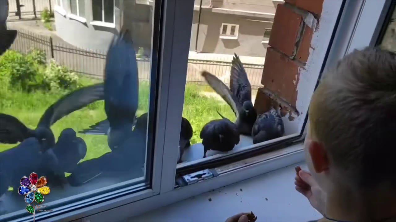 Наглые голуби. Birds. Приколы. Смех. Забавные животные. Птицы. Избалованные городом. смотреть онлайн