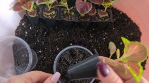 Пересадка колеуса из семян. Прищипка колеуса.