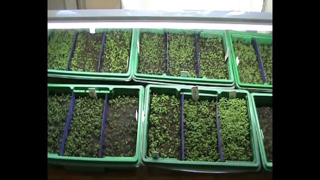 Обзор растишек от 3 х дней до 3 ей недели 2022 смотреть онлайн