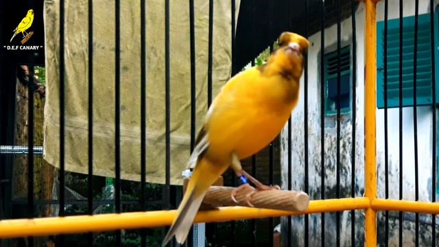 Canary's Most Powerfull Song For Training