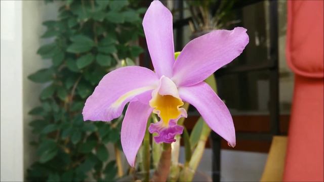 A fabulous mini cattleya: C. Chian-Tzy Ostelove 'CT Little Love' смотреть онлайн