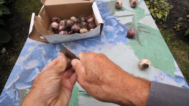 ускоренное размножение гиацинта смотреть онлайн