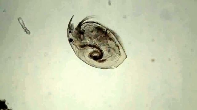 Water Flea (Bosmina) смотреть онлайн