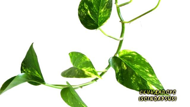 СОБНИ РАСТЕНИЈА ЗА ВАШИТЕ ДОМОВИ смотреть онлайн