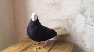 Пермский белоголовый