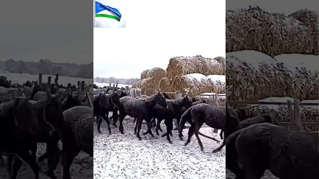 Табун карачаевской породы лошадей смотреть онлайн